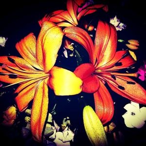 Meet your Posher, Cassandra